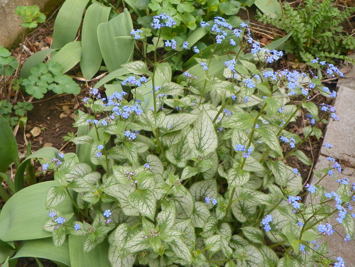 brunnera Silver Wings