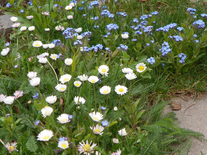 bellis perennis si myosotis in gazon