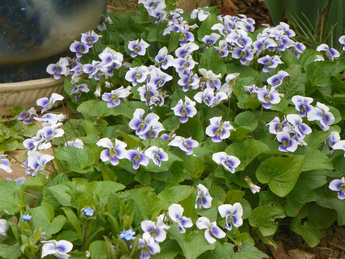 viola sororia priceana