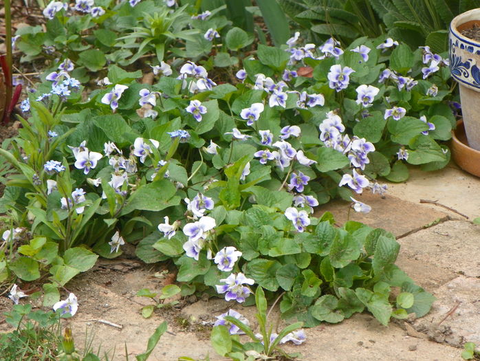 viola sororia priceana