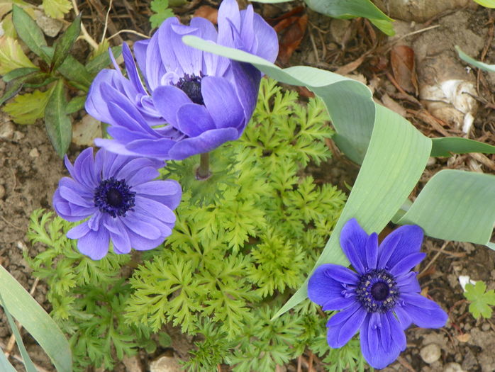 anemone Lord Lieutenant