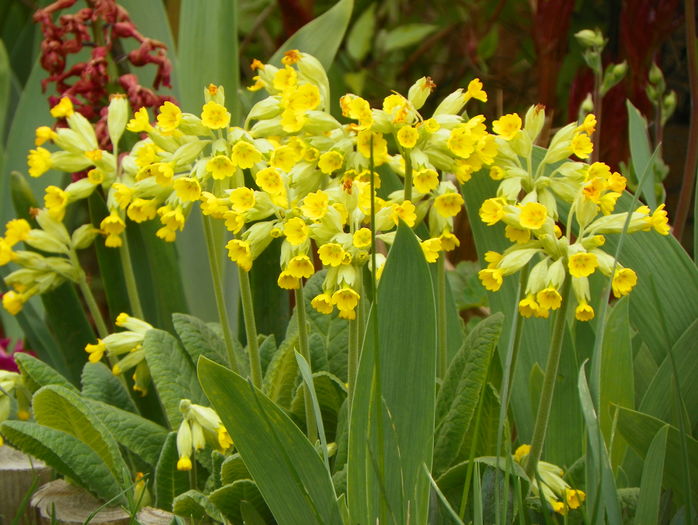 primula officinalis