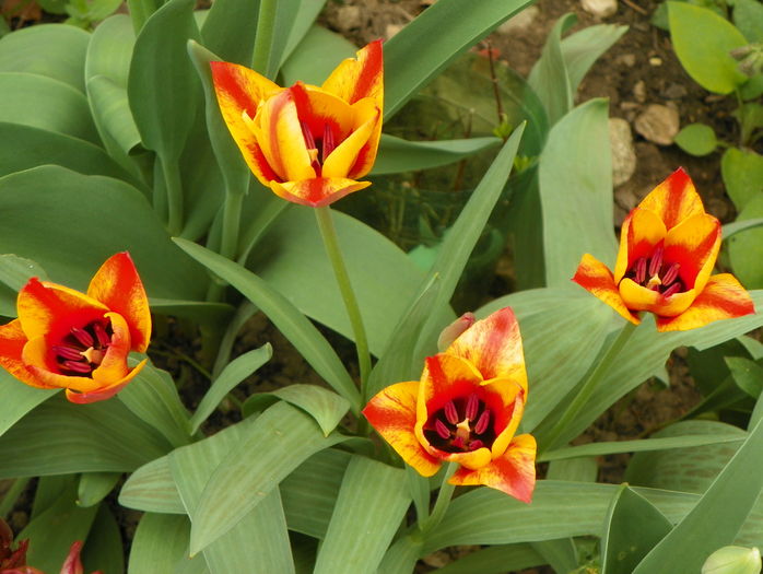 tulipa greigii Engadin - Primavara 2016