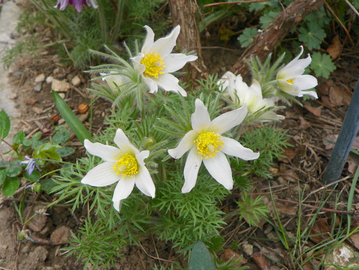 pulsatilla vulgaris