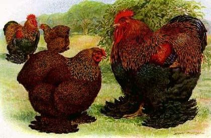 1454996_1423113761251461_457803715_n