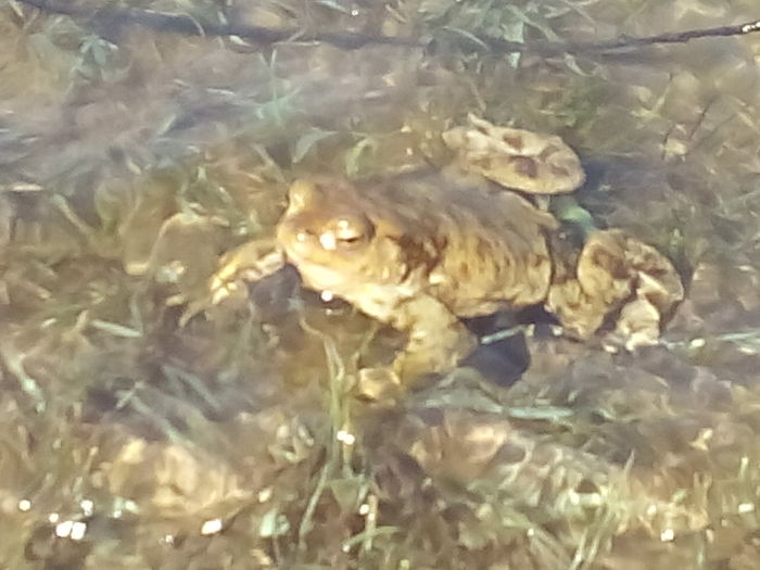 IMG_20160403_153039 - Lacul Bezid Jud Mures