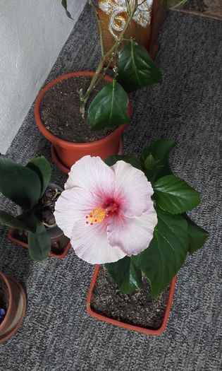 aceeasi floare a doua zi