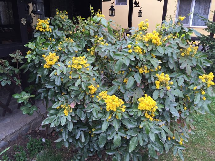 Mahonia, magnet pt albine - PRIMAVARA 2015_2016