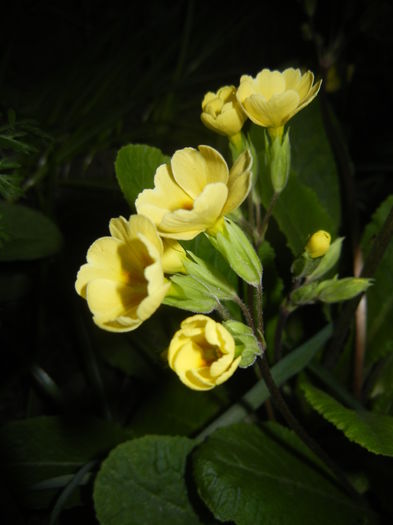 Primula polyanthus Yellow (2016, Apr.02)