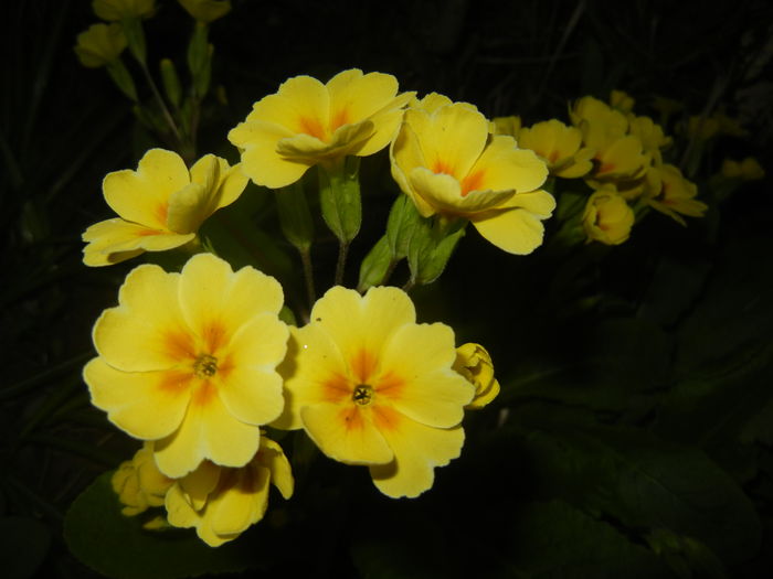 Primula polyanthus Yellow (2016, Apr.02)