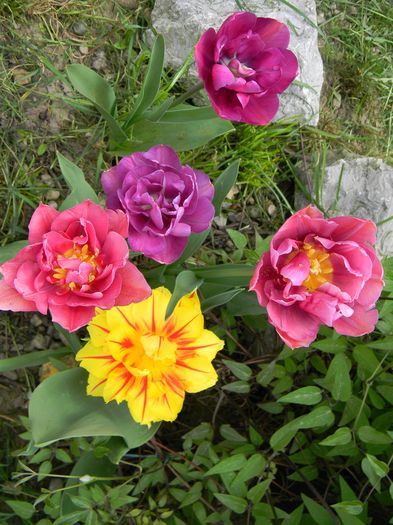  - 3 Gradina 2016