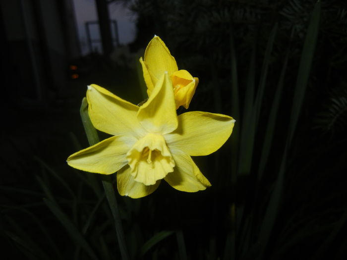 Narcissus Pipit (2016, April 02)
