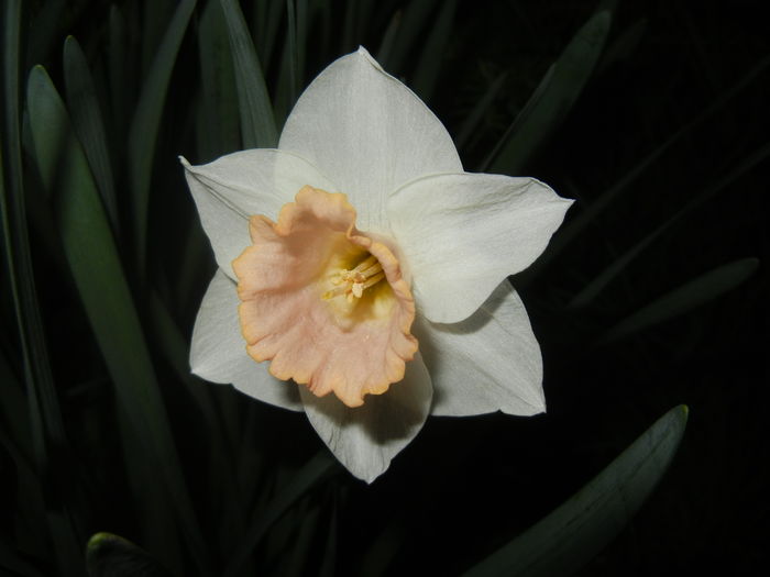 Narcissus Salome (2016, April 02)