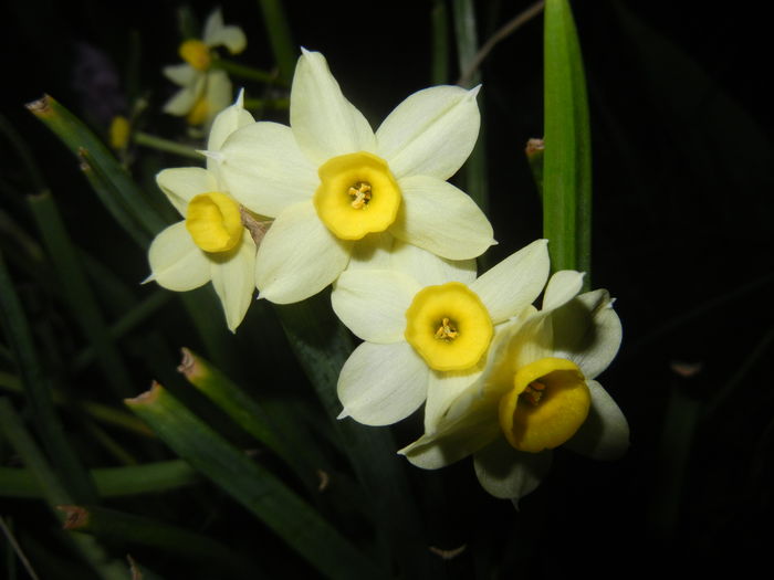 Narcissus Minnow (2016, April 02) - Narcissus Minnow