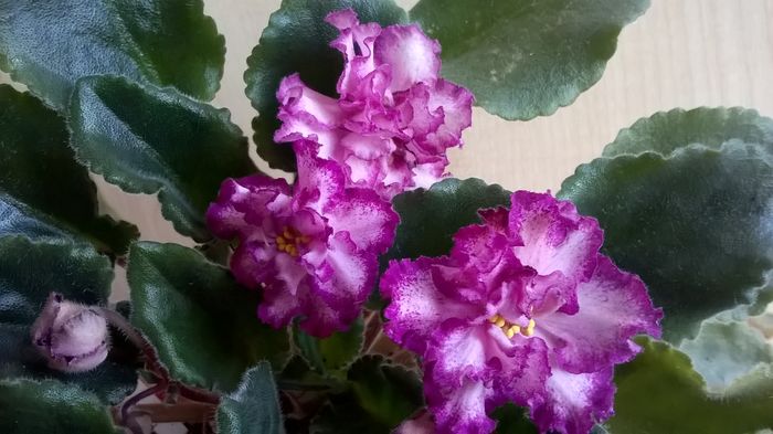 WP_20160409_17_02_20_Pro