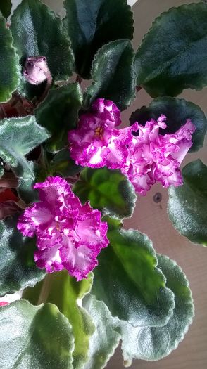 WP_20160409_10_51_01_Pro