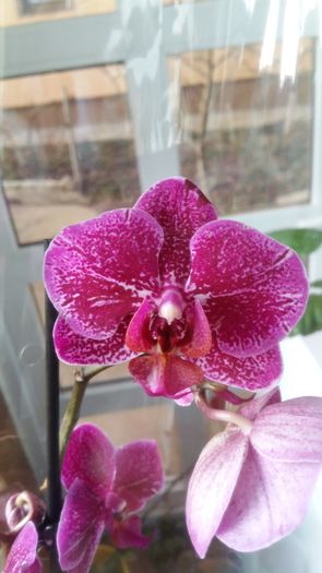 20160222_163959 - Phalaenopsis1