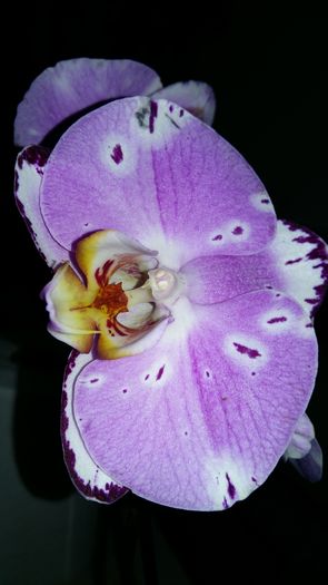 20160225_144151 - Phalaenopsis1