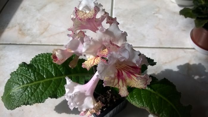 WP_20160409_11_21_49_Pro - Streptocarpusi 2016