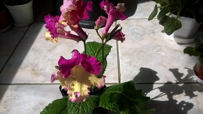 WP_20160409_11_22_17_Pro - Streptocarpusi 2016