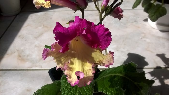 WP_20160409_11_22_26_Pro - Streptocarpusi 2016