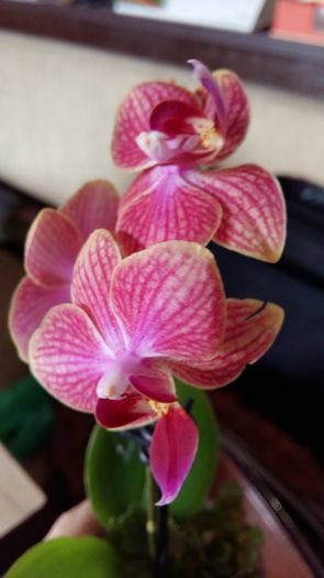 20160225_144320 - Phalaenopsis1