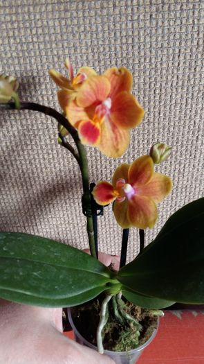 20160225_144431 - Phalaenopsis1