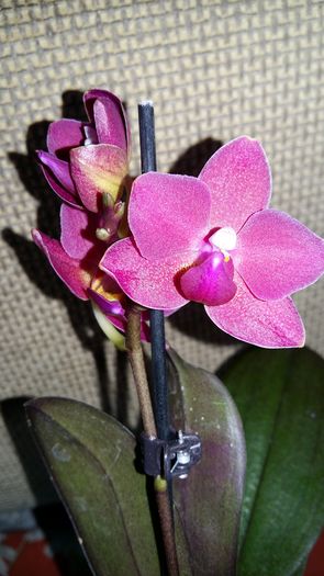 20160225_144557 - Phalaenopsis1