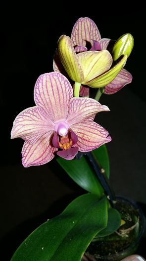 20160225_144819 - Phalaenopsis1