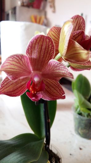 20160225_144916 - Phalaenopsis1