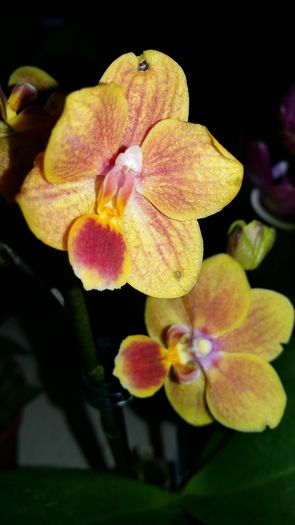 20160225_145015 - Phalaenopsis1