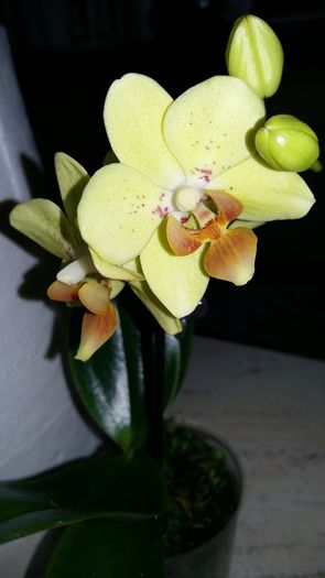 20160225_145136 - Phalaenopsis1