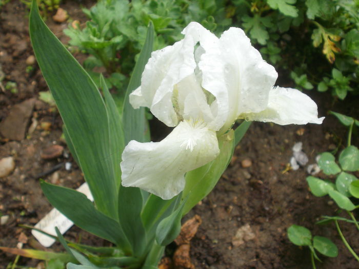 White Gem? - Iris pumila 2016