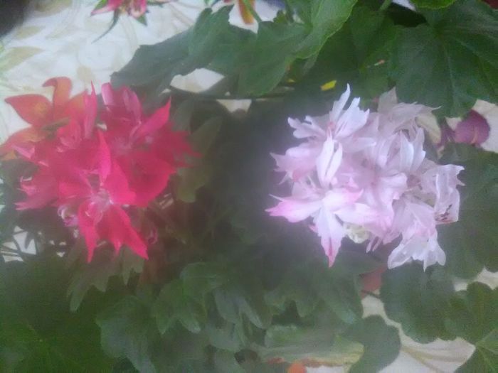 1460375250427; Sunt flori diferite ale aceleiasi plante.De ce infloresc diferit?
