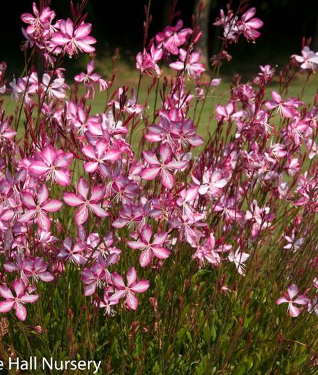 gaura-summer-emotions; anthesis
