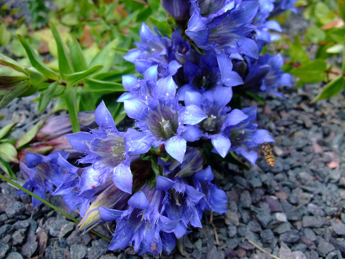 gentiana-septemfida; anthesis
