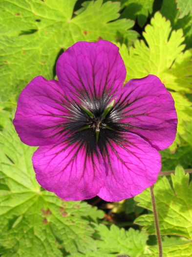 geranium-sandrine