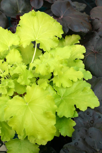 heuchera-electric-lime; anthesis
