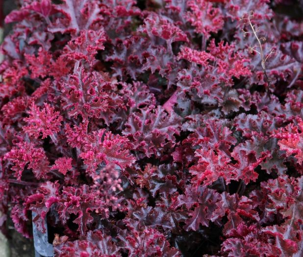 heuchera-melting-fire