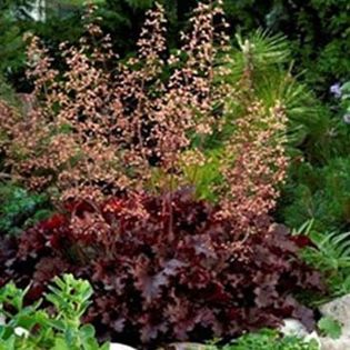 heuchera-melting-fire