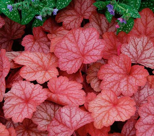 heuchera-georgia-peach