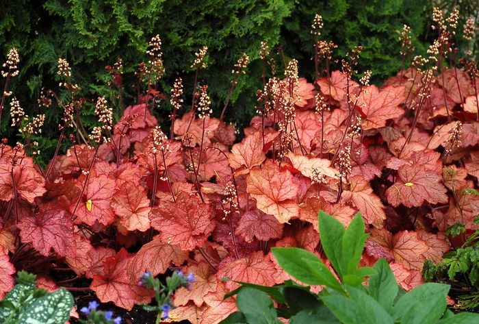 heuchera-georgia-peach - e Comanda plante noi achizitii 2016