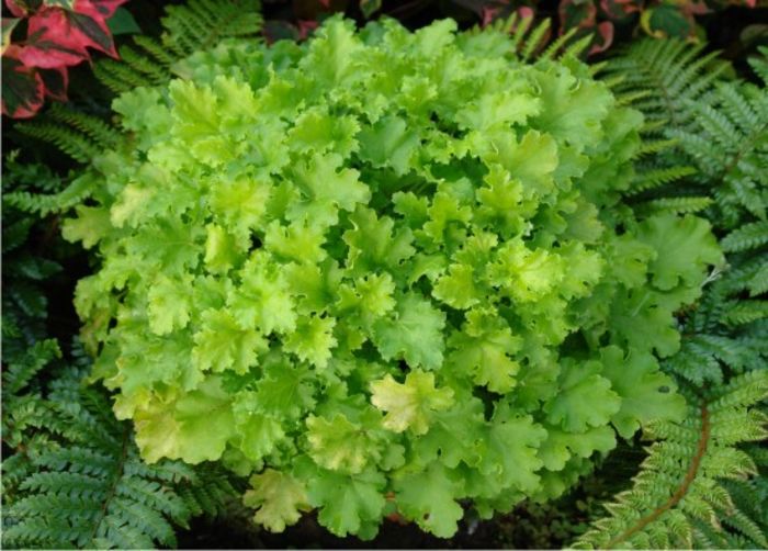 heuchera-lime-rickey - e Comanda plante noi achizitii 2016