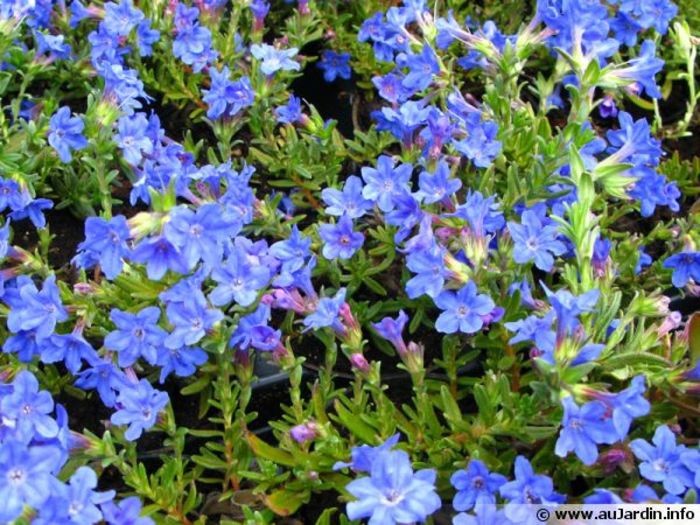 lithodora-diffusa-cv-heavenly-blue-600x450; soare-semiumbra, 10-15 cum, sf primavara-toata vara
