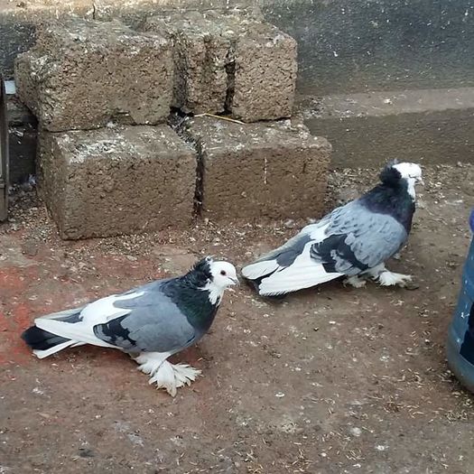 FB_IMG_1460377616276