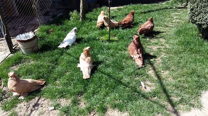 FB_IMG_1460377606854