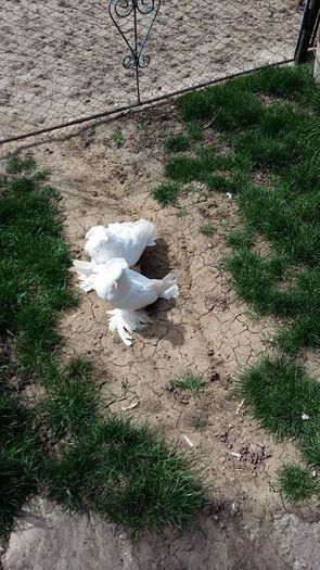 FB_IMG_1460377581422