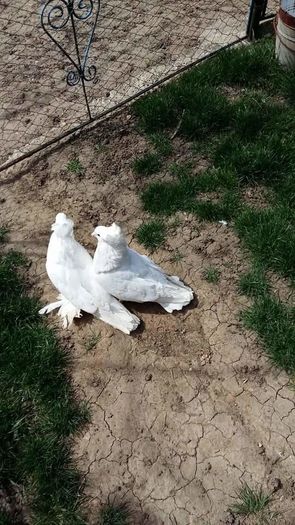 FB_IMG_1460377576909