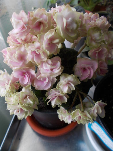  - 0 Zambetul florilor