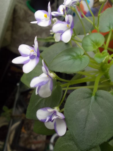  - 0 Zambetul florilor